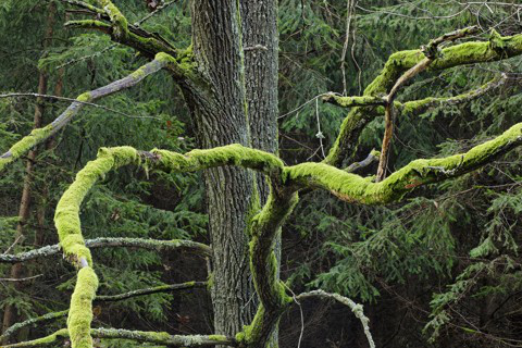 photostogo-strom-25574609__480x320pxl.jpg