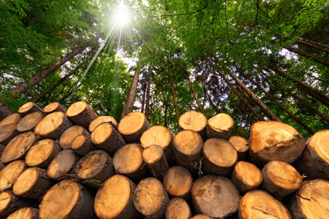 shutterstock_234027424_drevo__480x320pxl.jpg