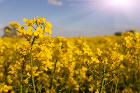 repka_shutterstock_2626050923_480x320pxl.jpg